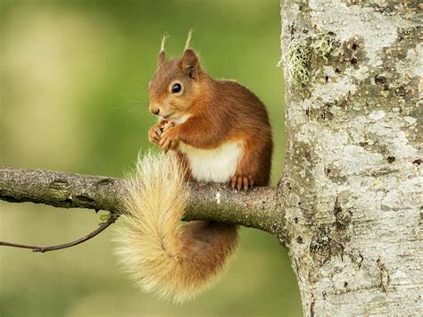 Red Squirrels Everything You Need To Know Lovethegarden