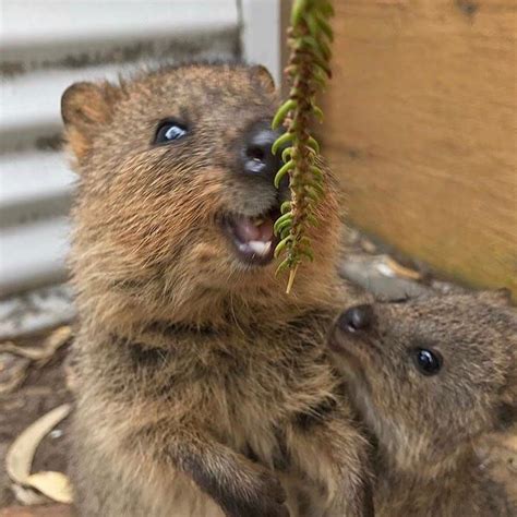 Quokkaはinstagramを利用しています When You Get Special Rewards But Your Friends