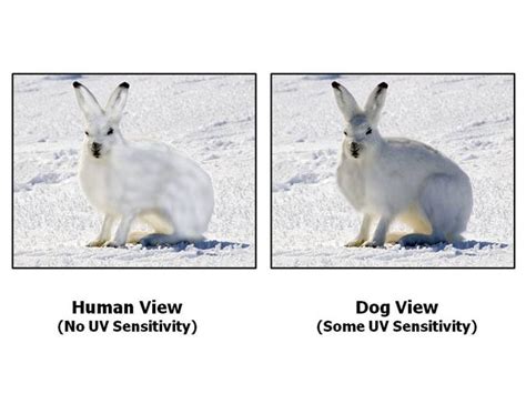 Can Dogs See In Ultraviolet Psychology Today