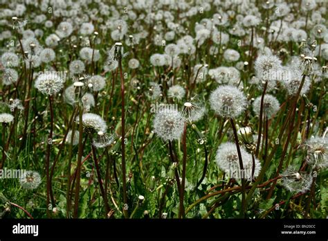 A Meadow Of Dandelions Stock Photo Alamy