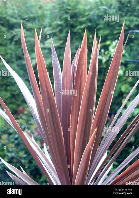Essex Spiky Red Leaves Of Evergreen Cordyline Plant In Domestic Garden