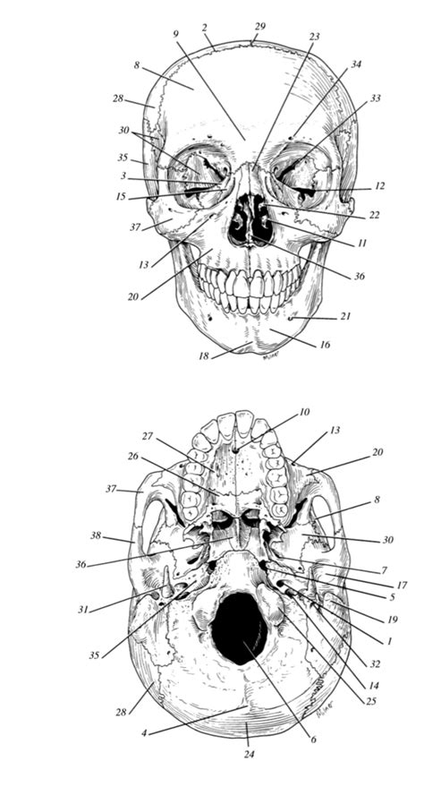 Bone And Bone Markings Of The Skull Diagram Quizlet