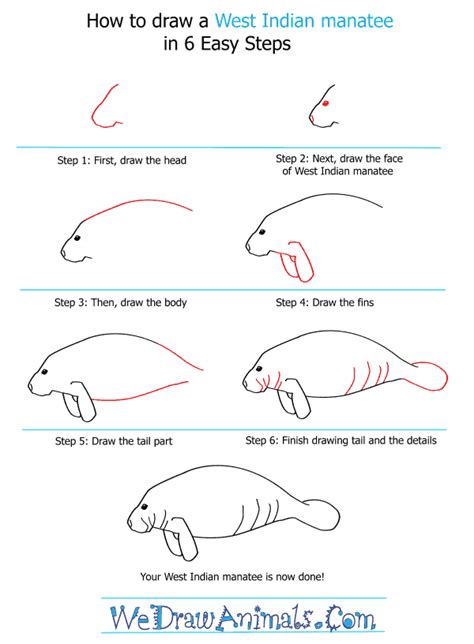 How To Draw A West Indian Manatee