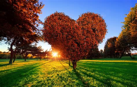 Wallpaper Grass The Sun Love Sunset Park Tree Green Heart Love