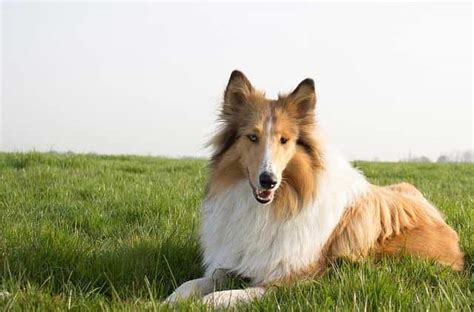 What Kind Of Dog Is Lassie Pictures Cost Temperament