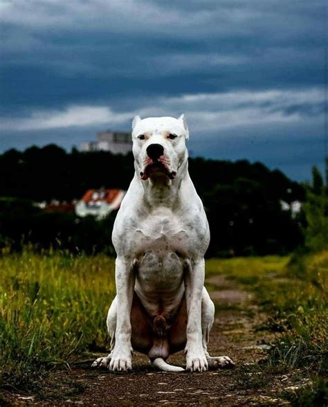 Dogo Argentino Dog Argentino Dogo Argentino Dog Scary Dogs