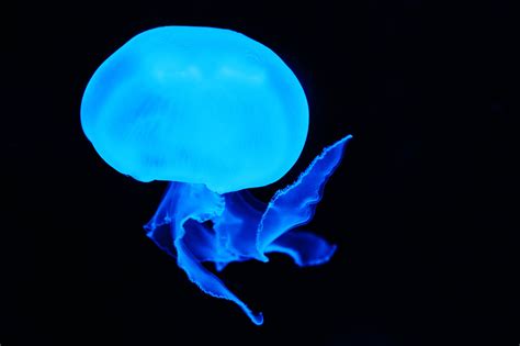 Blue Jellyfish Free Stock Photo Public Domain Pictures