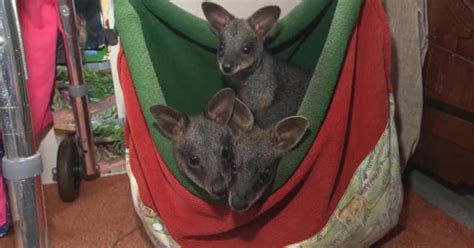 Australian rescue group helps animals pushed out of their habitats by ...