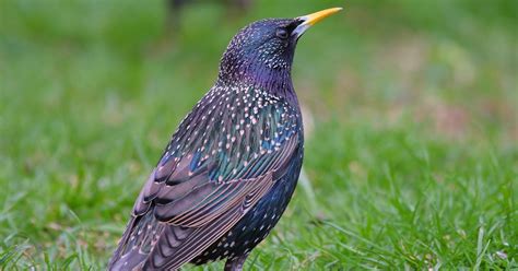 It originates from europe, but it can be found around the world today. Raw Birds: EUROPEAN STARLING male (Sturnus vulgaris) Port Oriel Harbour, Clogherhead, Co ...