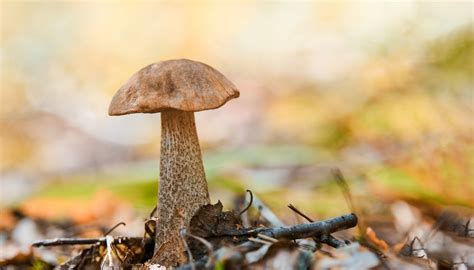 How To Identify Edible Bolete Mushrooms Sciencing