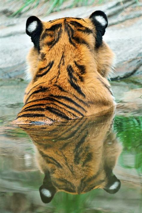 A Bengal Tiger Clearly Showing His Two Ocelli On The Back Of His
