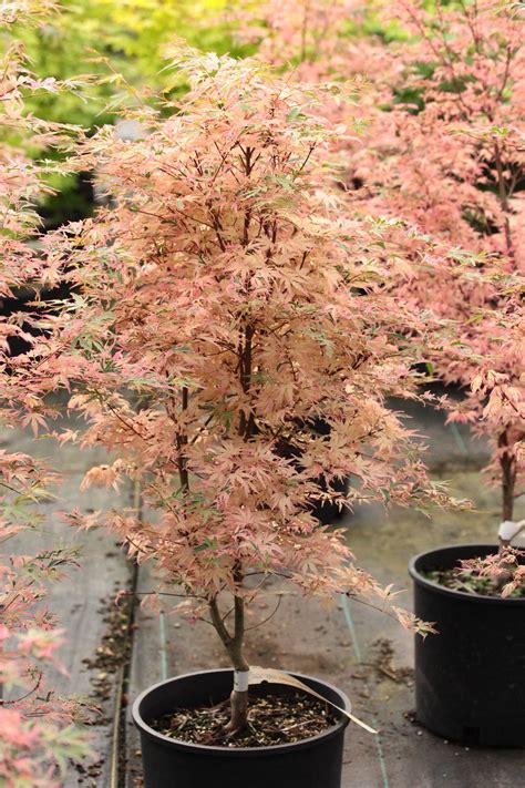 Acer Palmatum Taylor Pp15943 Japanese Maple Conifer Kingdom