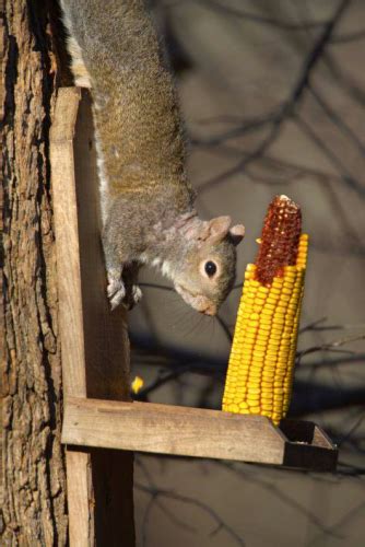 Squirrel Management Missouri Department Of Conservation