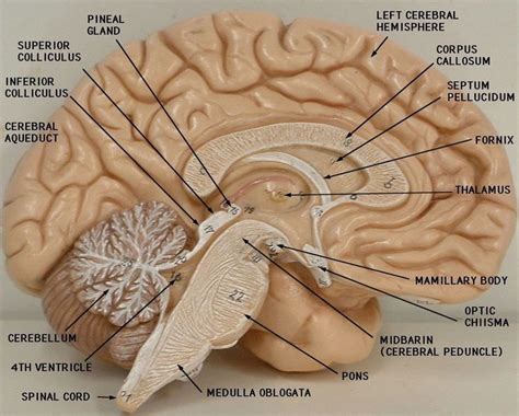 This diagram depicts human body map of organs with parts and labels. Labeled Brain Model - Bing Images | Biology | Pinterest | Brain and Models