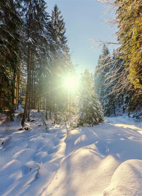 Wonderful Wintry Landscape Winter Mountain Forest Frosty Trees Under