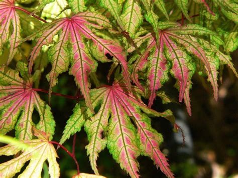 Their short stature makes them ideal for use as specimens in smaller garden spaces, as accents in home foundation plantings, grouped in landscape borders, or as container trees. Japanese Maples Over 10 Feet Tall | Japanese maple tree ...