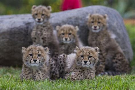 Cheetah Mom And Her Six Adorable Cubs Spotted At San Diego Zoo Safari