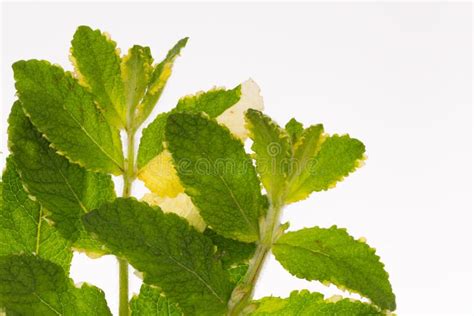 Mottled Green Mint Stock Photo Image Of Plant Herbal 42608374