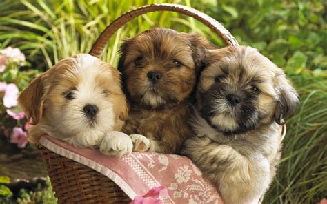 Cute Puppies 2 Wallpapers Hd Wallpapers Id 8237