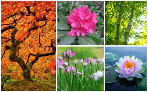 10 Best Plants For Japanese Gardens Garden Lovers Club