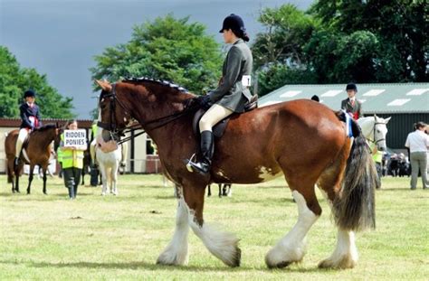 Unveiling The Heart Of Clydesdale Horses 7 Astonishing Hidden Gems