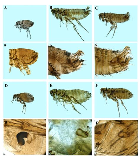 fleas collected from kurunegala and kandy and their reproductive download scientific diagram