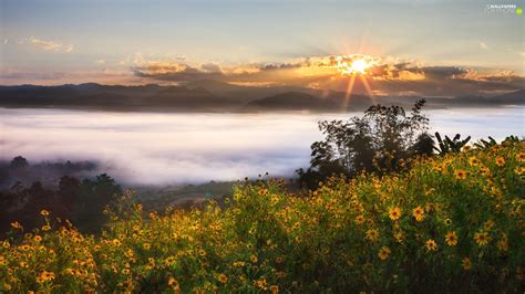 Flowers Fog Sun Clouds Mountains Rays Morning For Phone