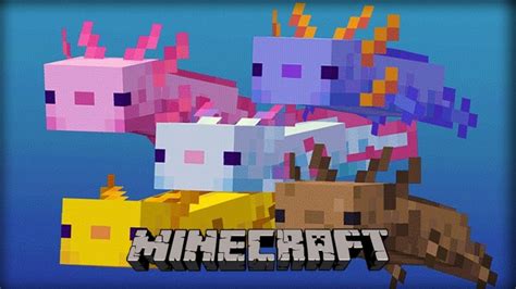 ¿qué Comen Los Ajolotes En Minecraft Guía De Cría Y Doma