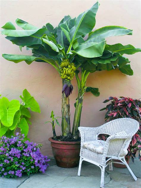 Growing Banana Trees In Pots At Home How To Grow Banana