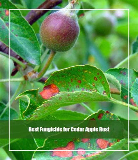 8 Best Fungicide For Cedar Apple Rust 2022 Reviews And Guide