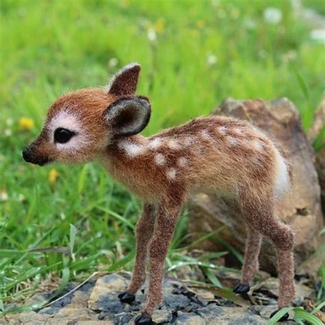 A Baby Deer Natures Follow Natures For More Dm For Credit