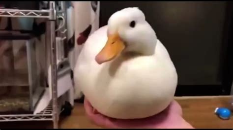Duck Quacks And Disappears Duck Quack And Disappear Meme Youtube