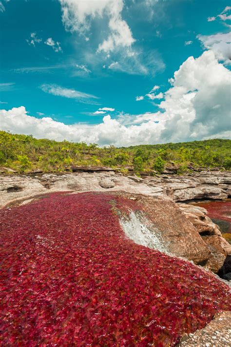 Caño Cristales — Colombias River Of Five Colors The Holidaze