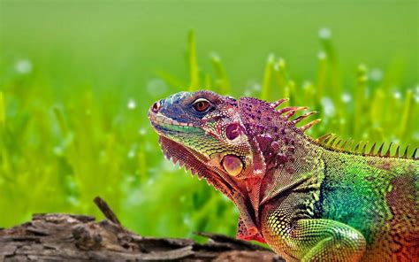Colorful Iguana Lizard Animals Of Group Reptiles Desktop Wallpaper Hd