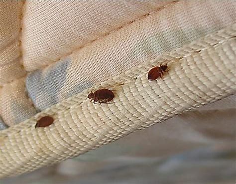 How To Prevent Bed Bugs Infestation In Your Home
