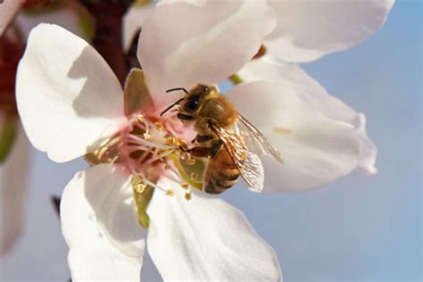 Almond Board Of California Promotes Almonds By Protecting Bees