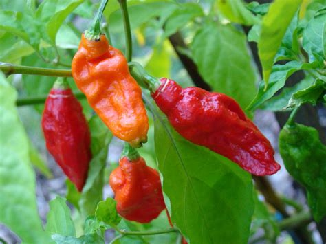 Eating Chili Peppers Linked To Sharp Drop In Cardiovascular Disease