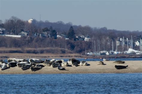 Spot Adorable Seals At Sandy Hooks Beach In New Jersey