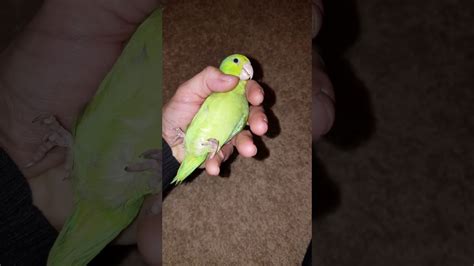 Pregnant Parrotlet Hen Ready To Lay Eggs Youtube