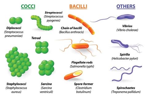 Klasifikasi Bakteri Homecare
