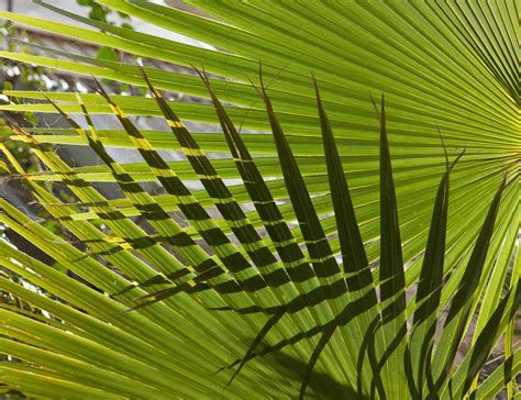 Palm Branch Wallpapers High Quality Download Free