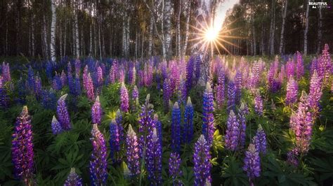 Forest Podlachia Viewes Lupine Poland Trees Rays Of The Sun