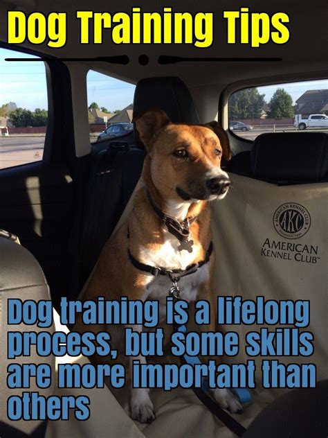 Helpful Tips In Dog Training Dog Training Dog Training Tips Dogs