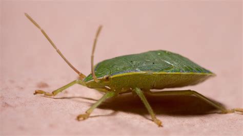 Baby Stink Bugs Nymphs Information And Facts Pest Samurai