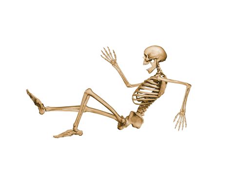 Skeleton Sitting Transparent Png Stickpng