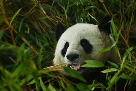 Giant Panda Ailuropoda Melanoleuca Zoochat