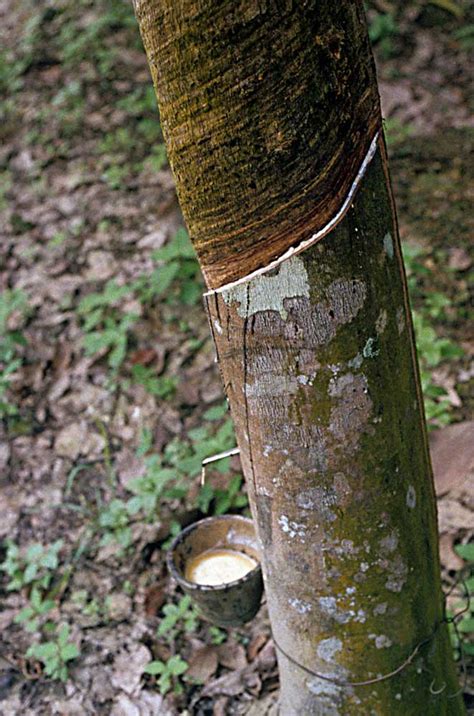 In order to ensure the samples used were from the same source throughout the experiment, the fresh seeds were bought in large quantities of about 125 kg at a time. Allen's World: Rubber Plantation