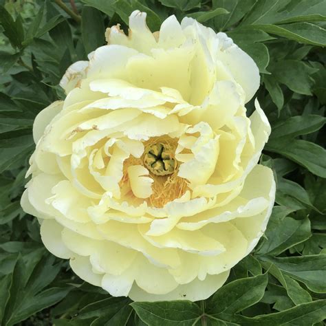 The Yellow Peony Is Really Stunning This Year First Year Its Really