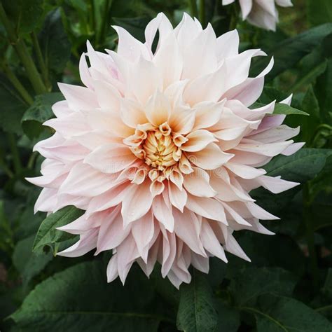 Single Light Pink Dahlia Blossom In Garden Cafe Au Lait Variety Stock