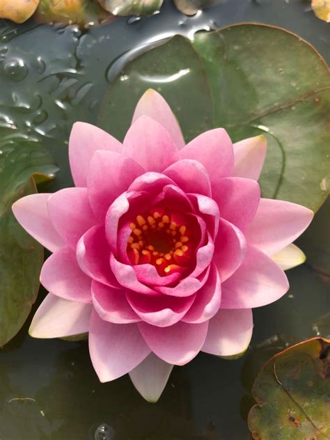 Nymphaea Madame Wilfron Gonnere Pink Water Lily
